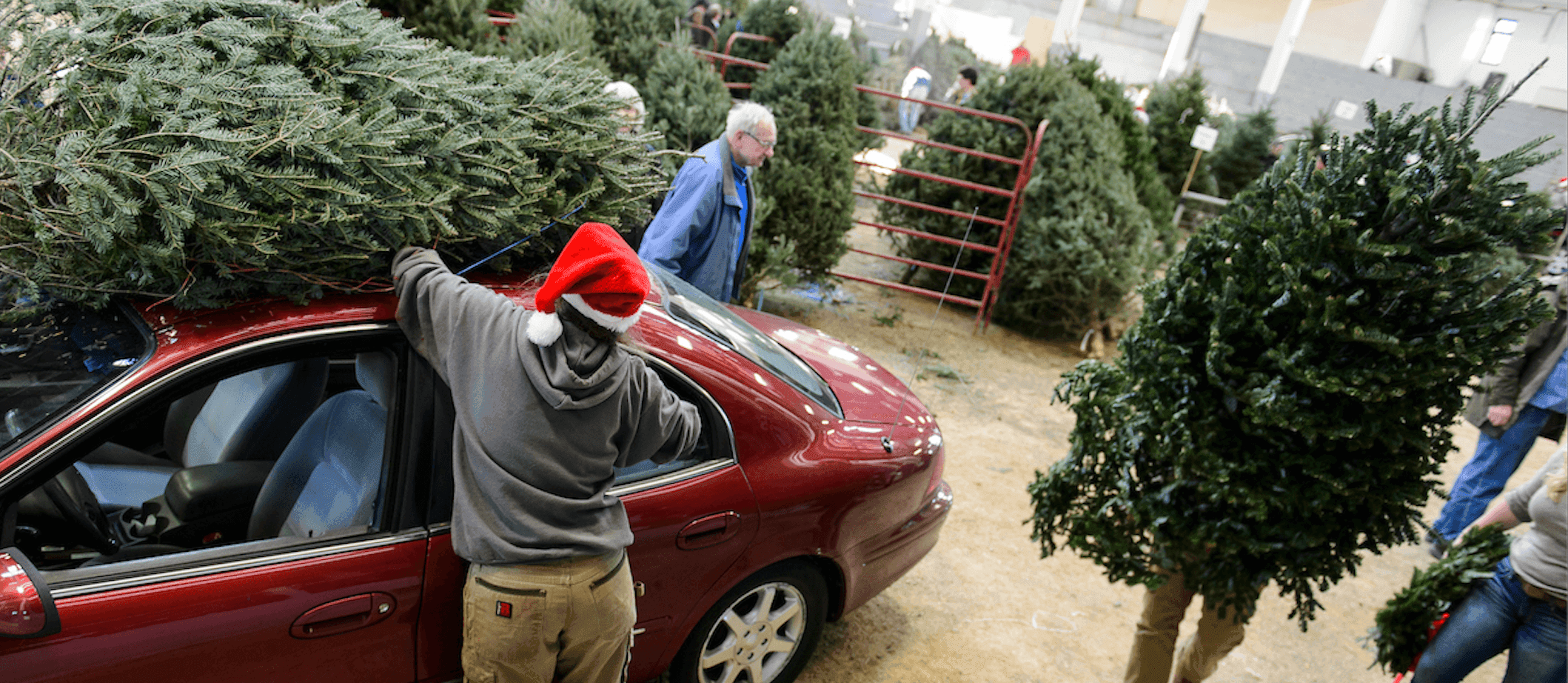 UW Forestry Club Christmas tree sale