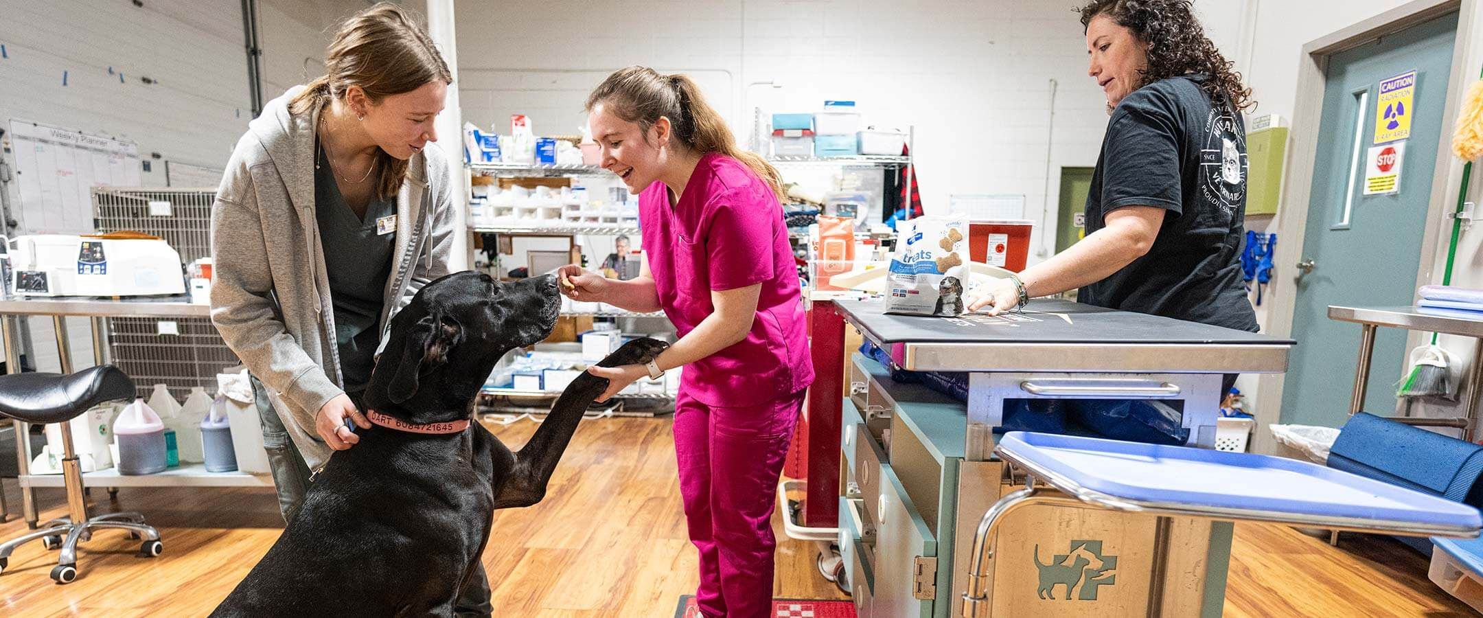 Vet Med workers with a patient