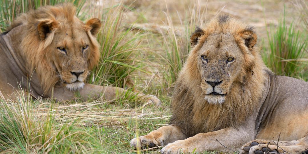 Two lions lounging