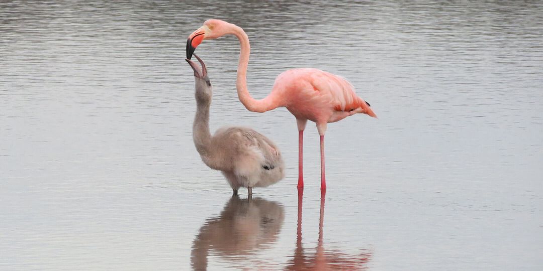 Two flamingos in water