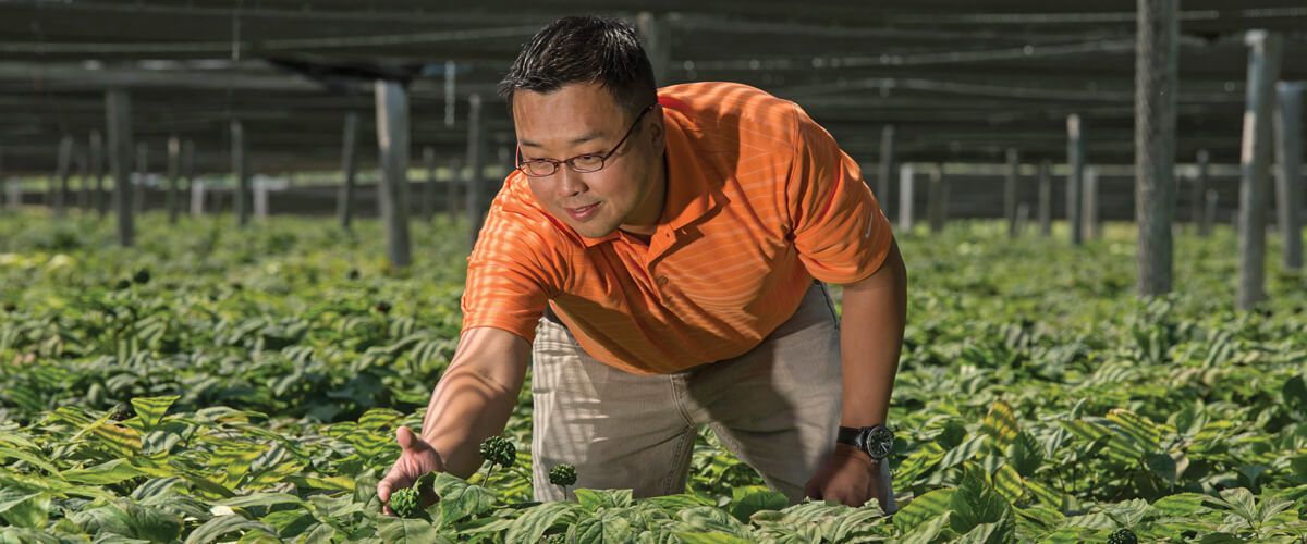 Will Hsu examines ginseng