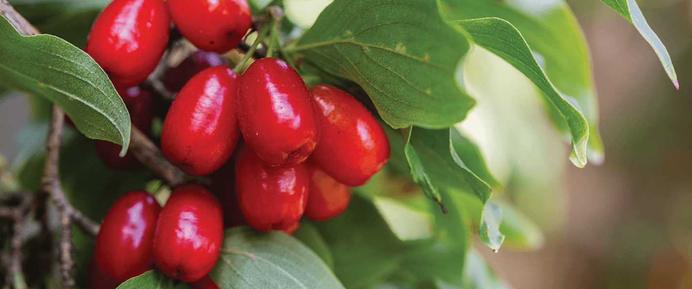 Dark red, oblong cherries hang in bunches against green foliage.