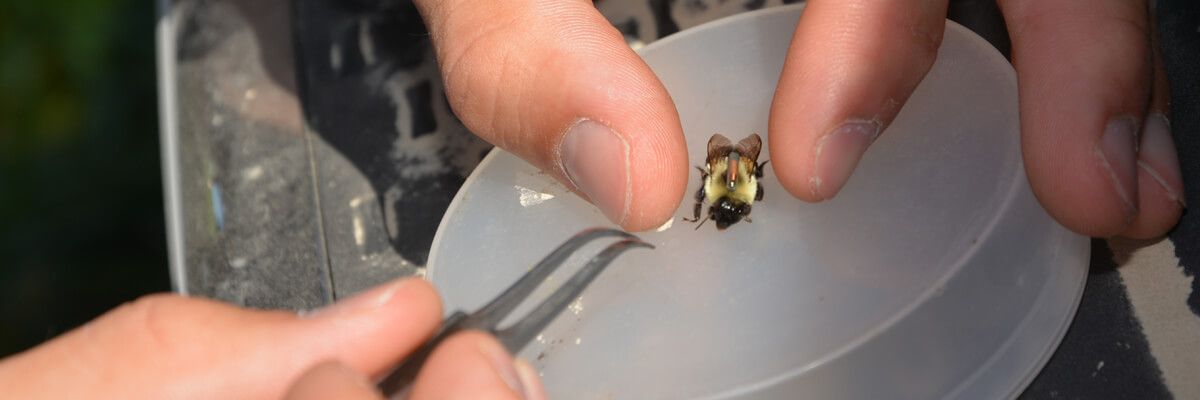 A bee wears a tiny tracker