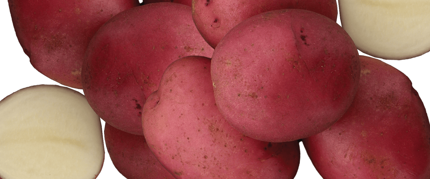 An array of red potatoes including two white cross-sections of potatoes.