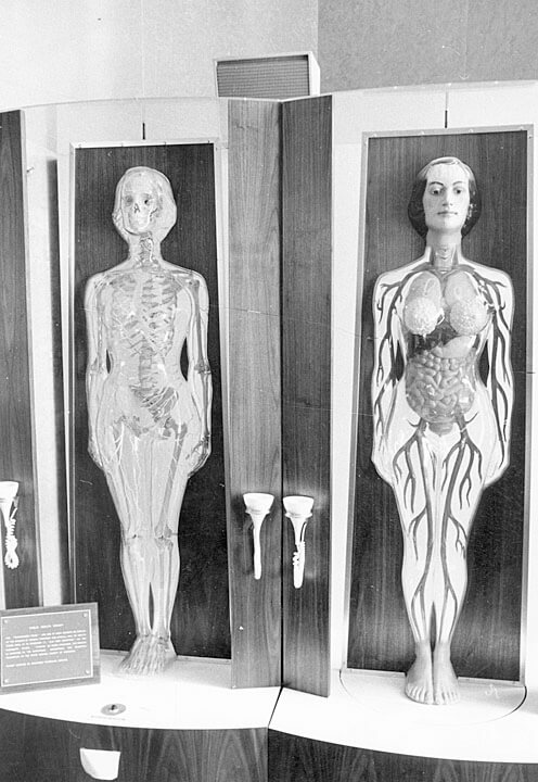 Anatomy Jane UW Archives S04838