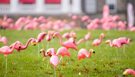 Thanks, Flock! You Rock! | Wisconsin Alumni Association