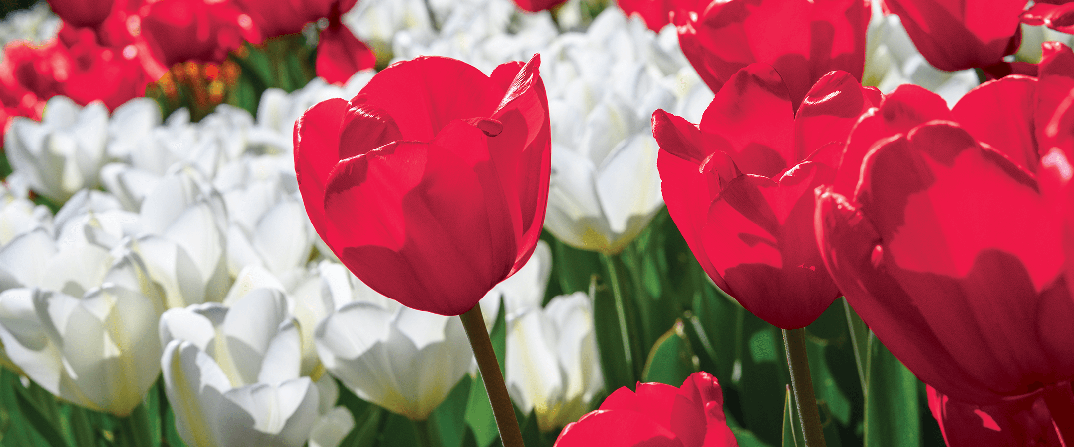 A close-up shot of red and white tulips lit from above by the sun.