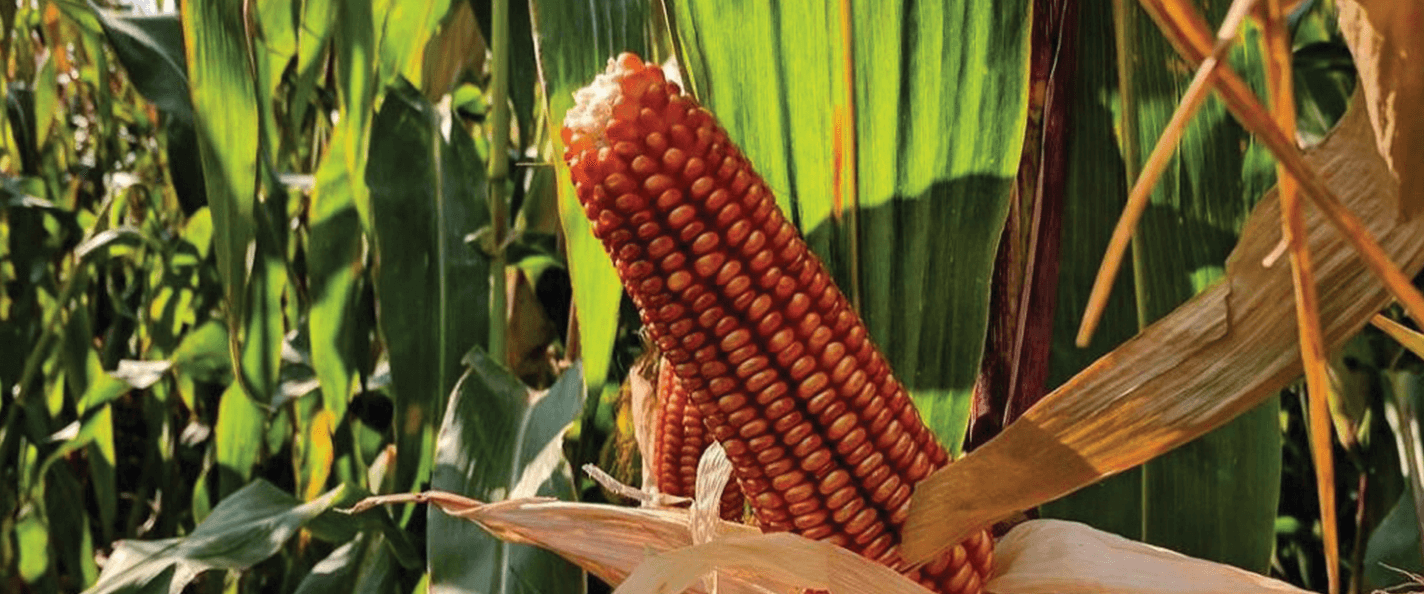 An ear of corn with dark red kernels is exposed against a backdrop of green corn stalks.